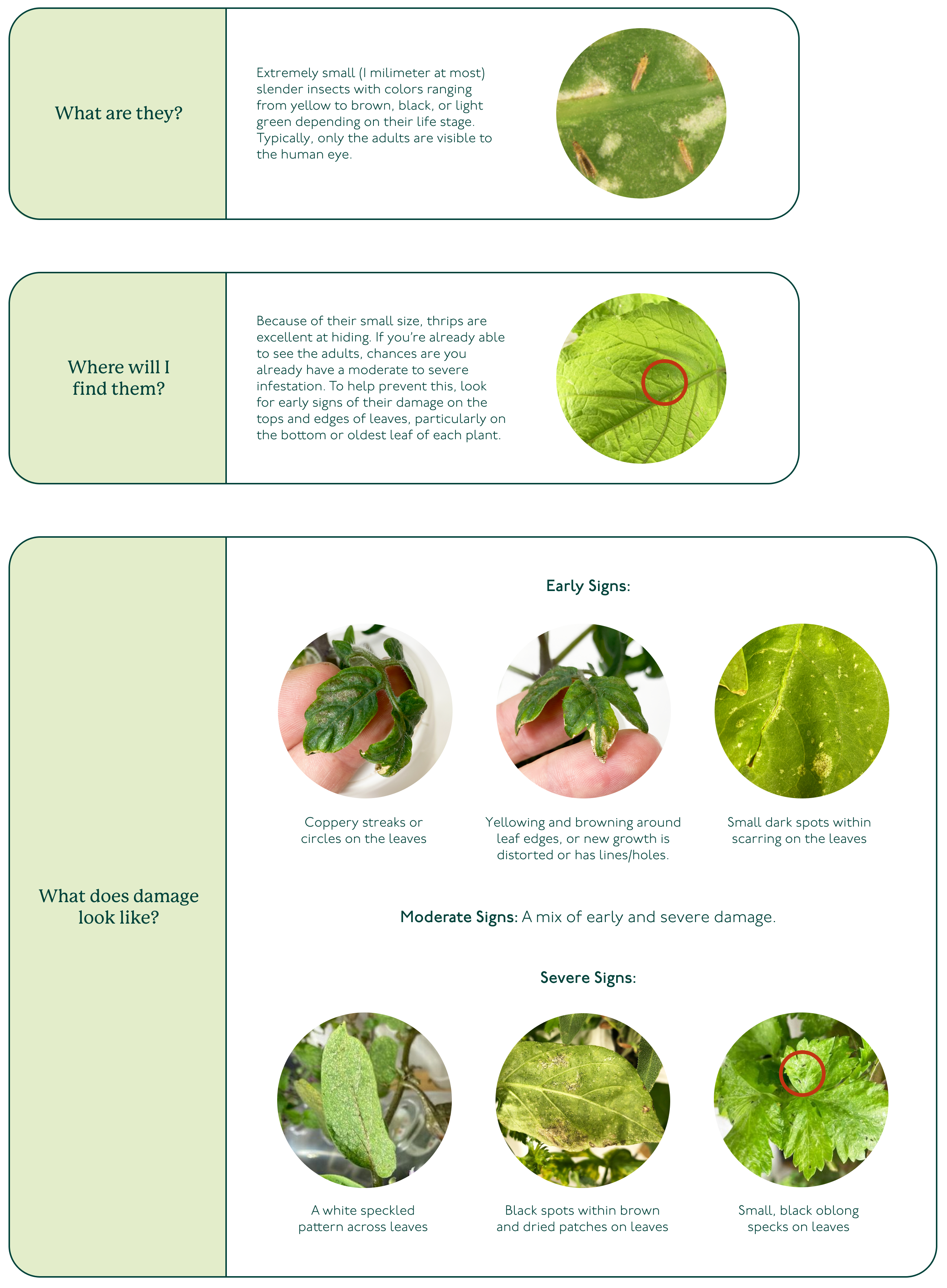Thrips_-_Pest_ID___Early_Signs_of_Damage.png