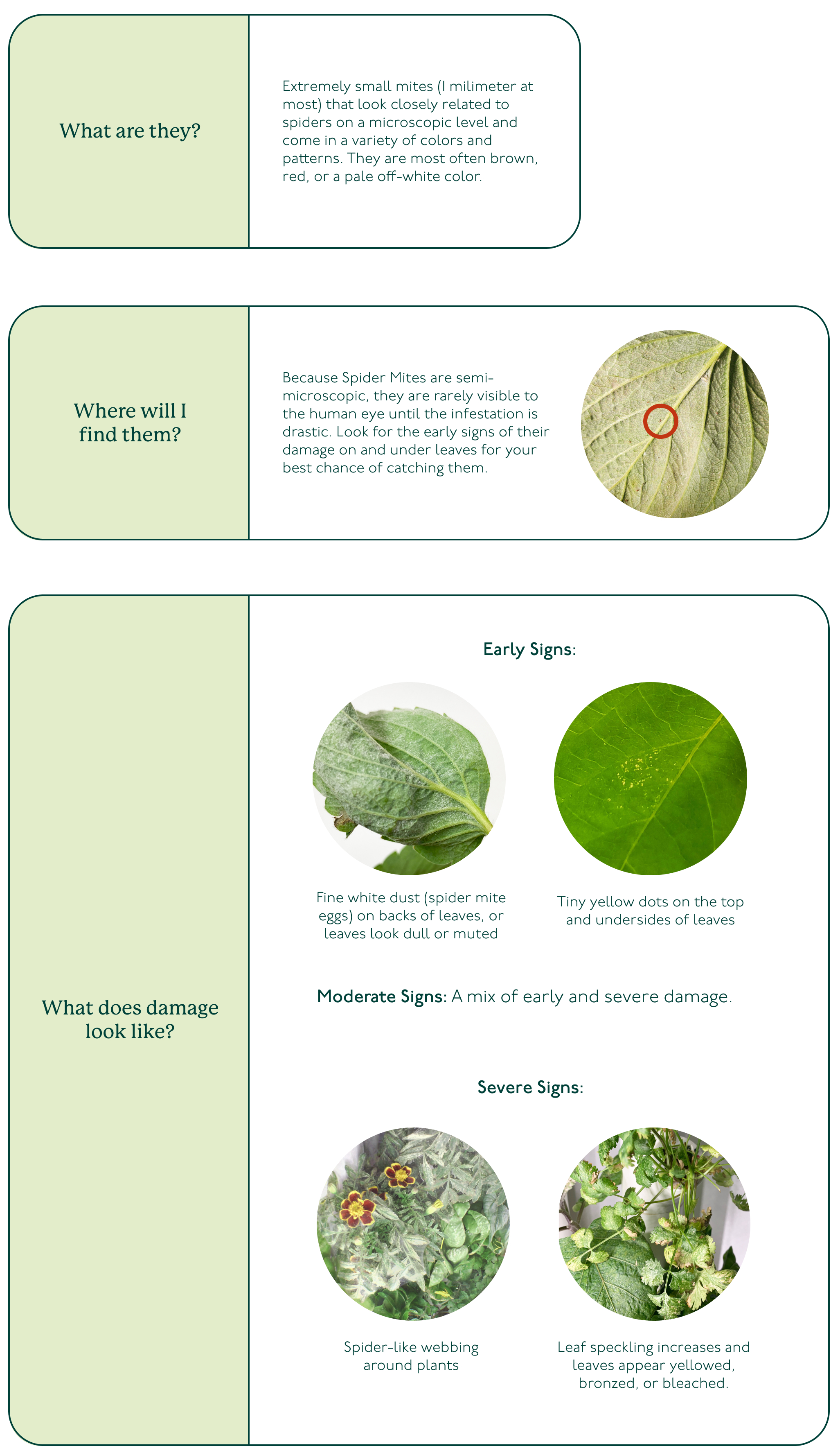 Spider_Mites_-_Pest_ID___Early_Signs_of_Damage.png