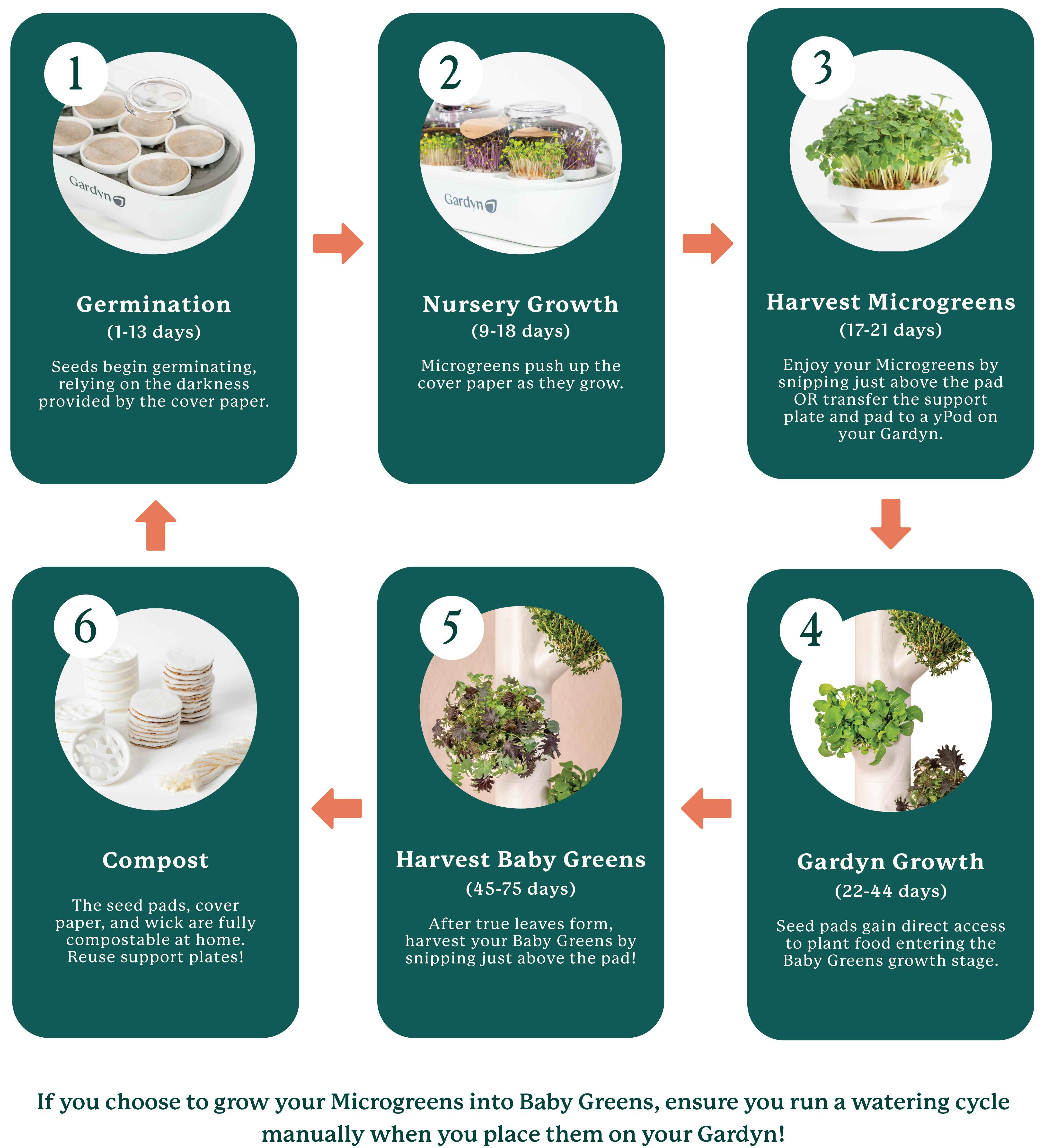 cropped New Baby Greens Life Cycle (1).png