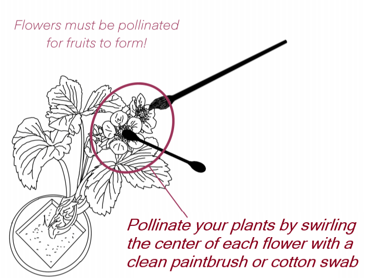 Pollination.png
